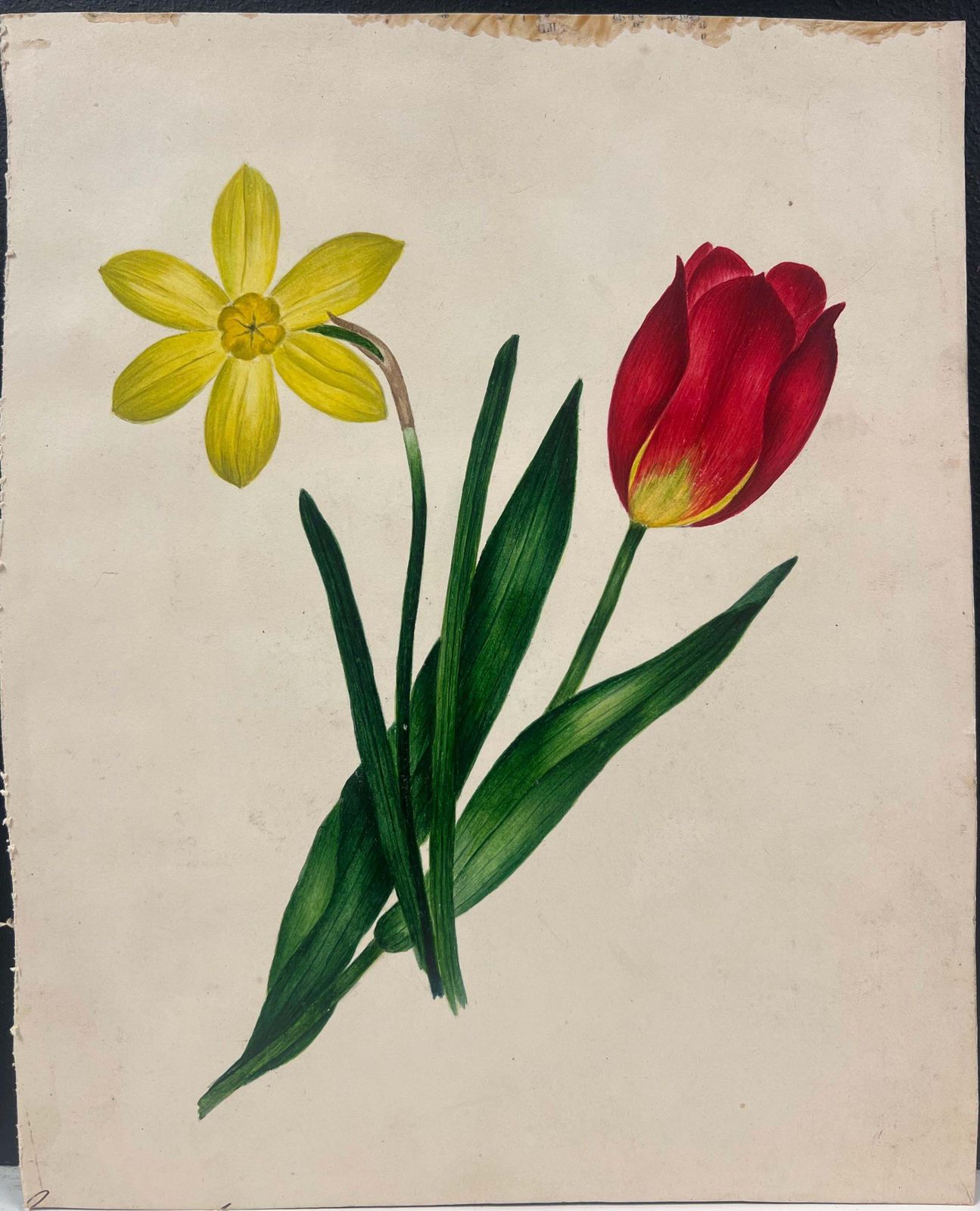 English Schoolbotanical Watercolour Painting Of A Red Tulip And Yellow Daffodil Green Leaves19th Century photo furniture