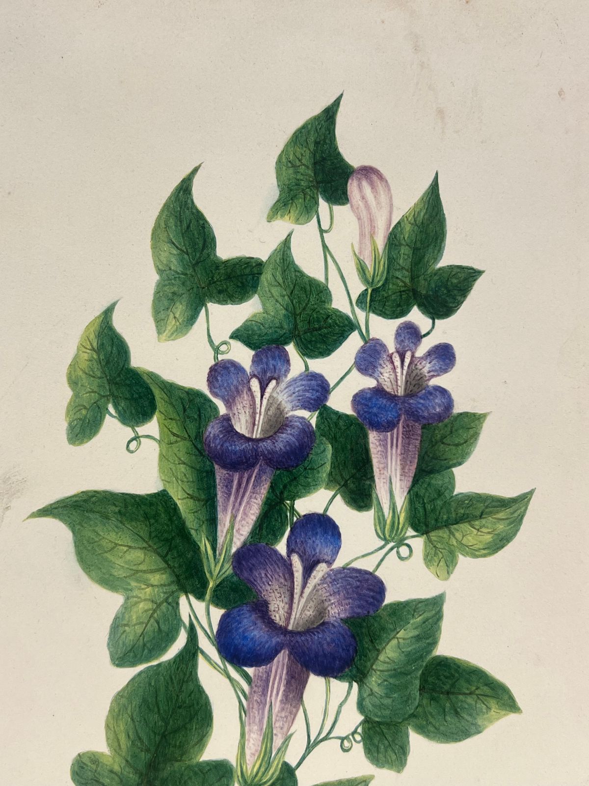 English Schoolbotanical Watercolour Painting Of Purple Trumpet Flowers With Lush Green Foliage19th Century photo for sale