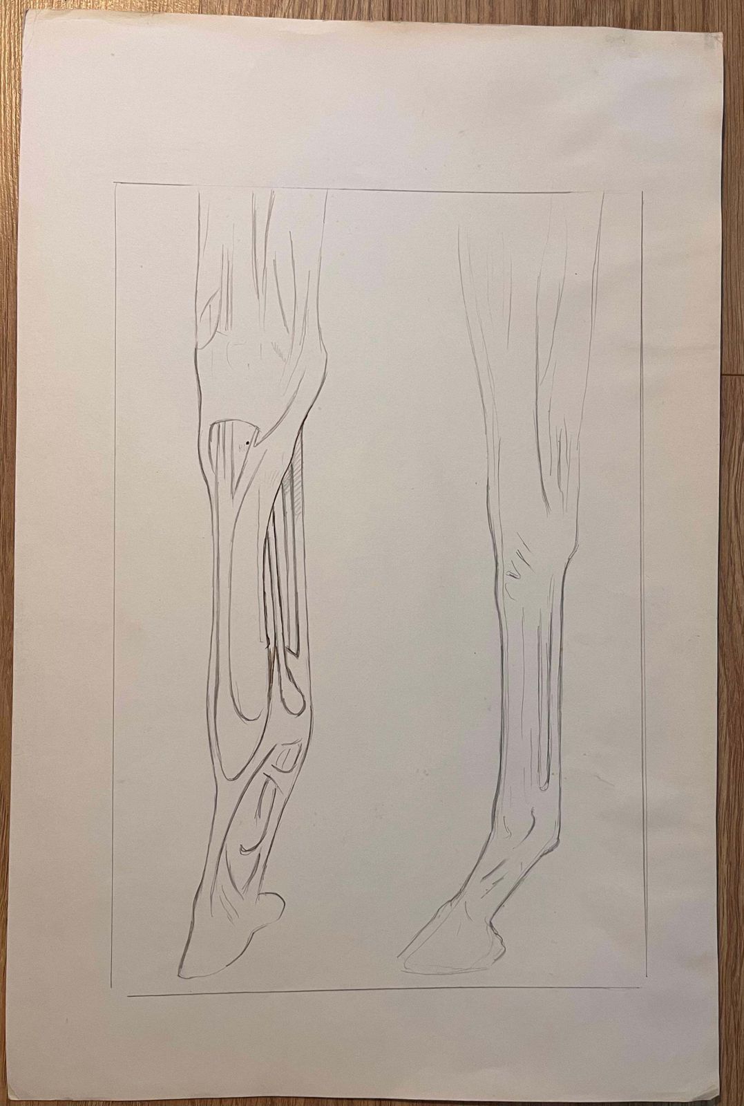 Robert Ladouoriginal French Illustrations Of An Equine Skeletal And Dental Structures20th Century photo furniture