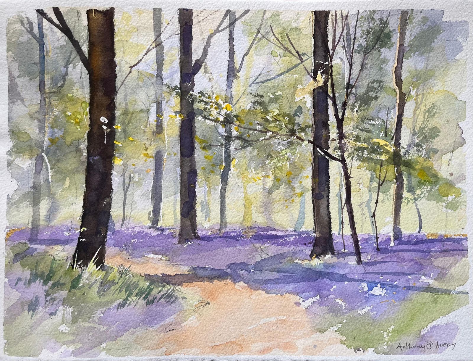Anthony Avery British Impressionist Watercolor Of A Sunlit Woodland Scene With Bluebells