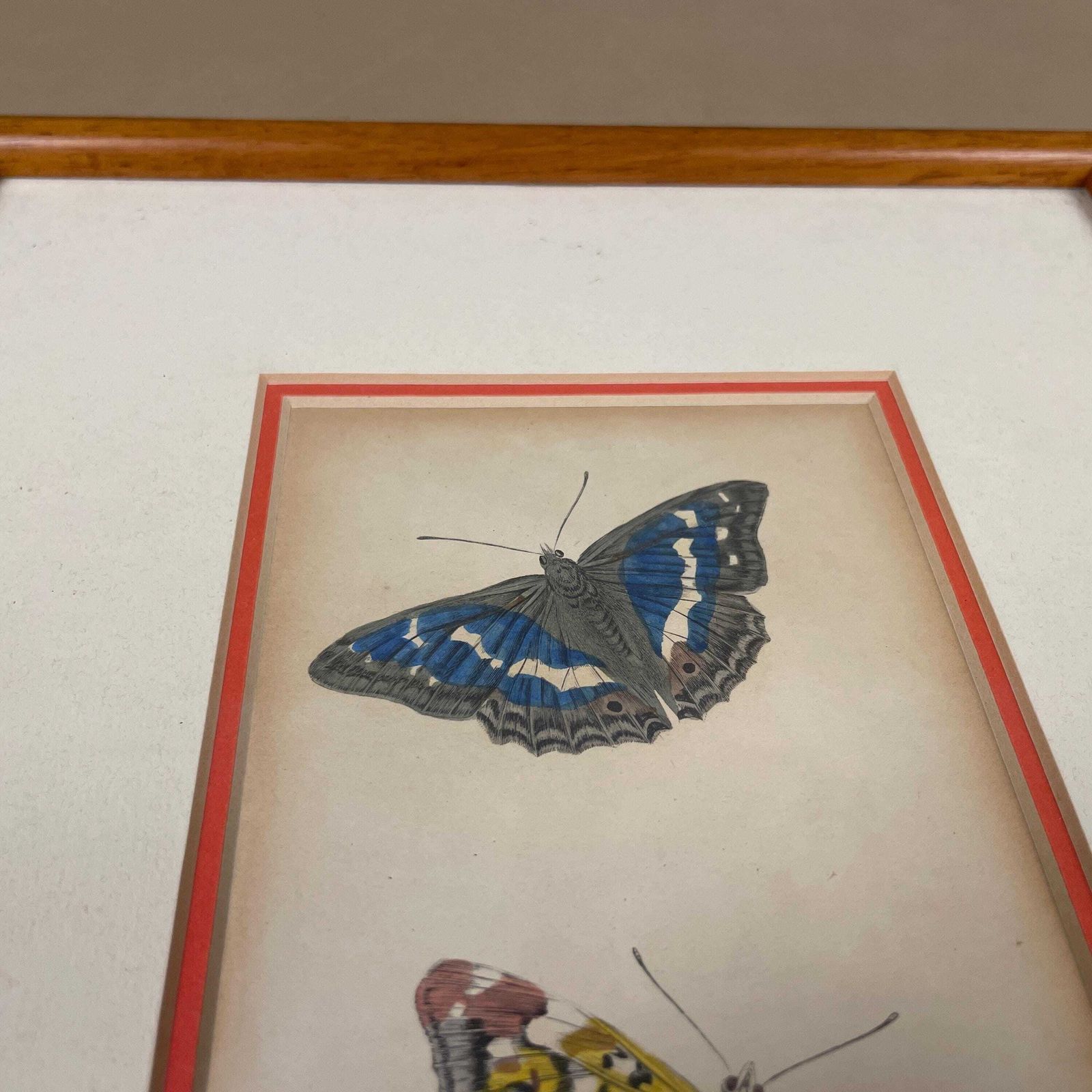 Antiquarian Hand Coloured Butterfly Print/Original C.1835 Jardine Naturalists Library Framed From Old Book Scientific Illustration photo 89.0