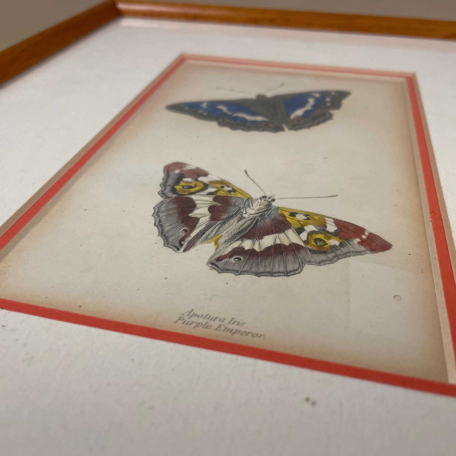 Antiquarian Hand Coloured Butterfly Print/Original C.1835 Jardine Naturalists Library Framed From Old Book Scientific Illustration photo vinterior