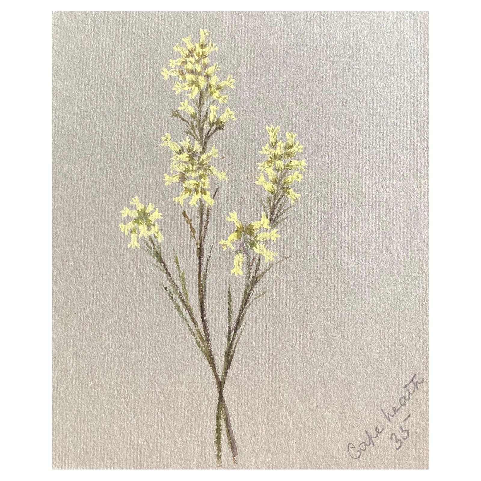 Unknown Fine Antique British Botannical Watercolour Painting, Circa 1900's
