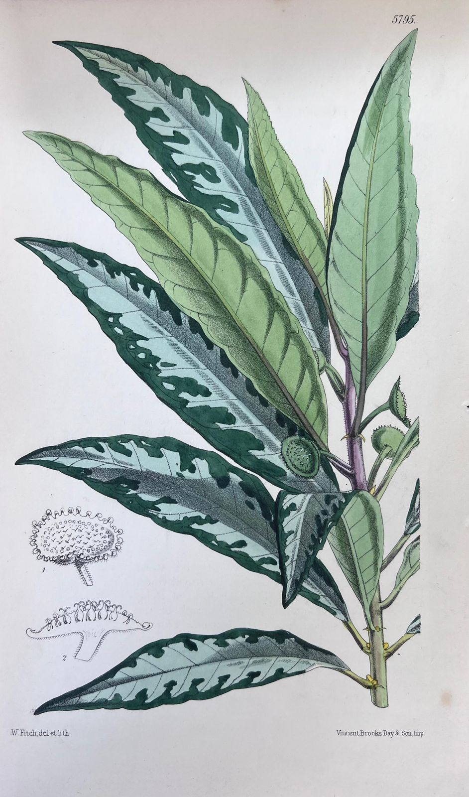 Set Of Six Fine Antique British Hand Coloured Botanical Prints Circa 1900's photo for sale