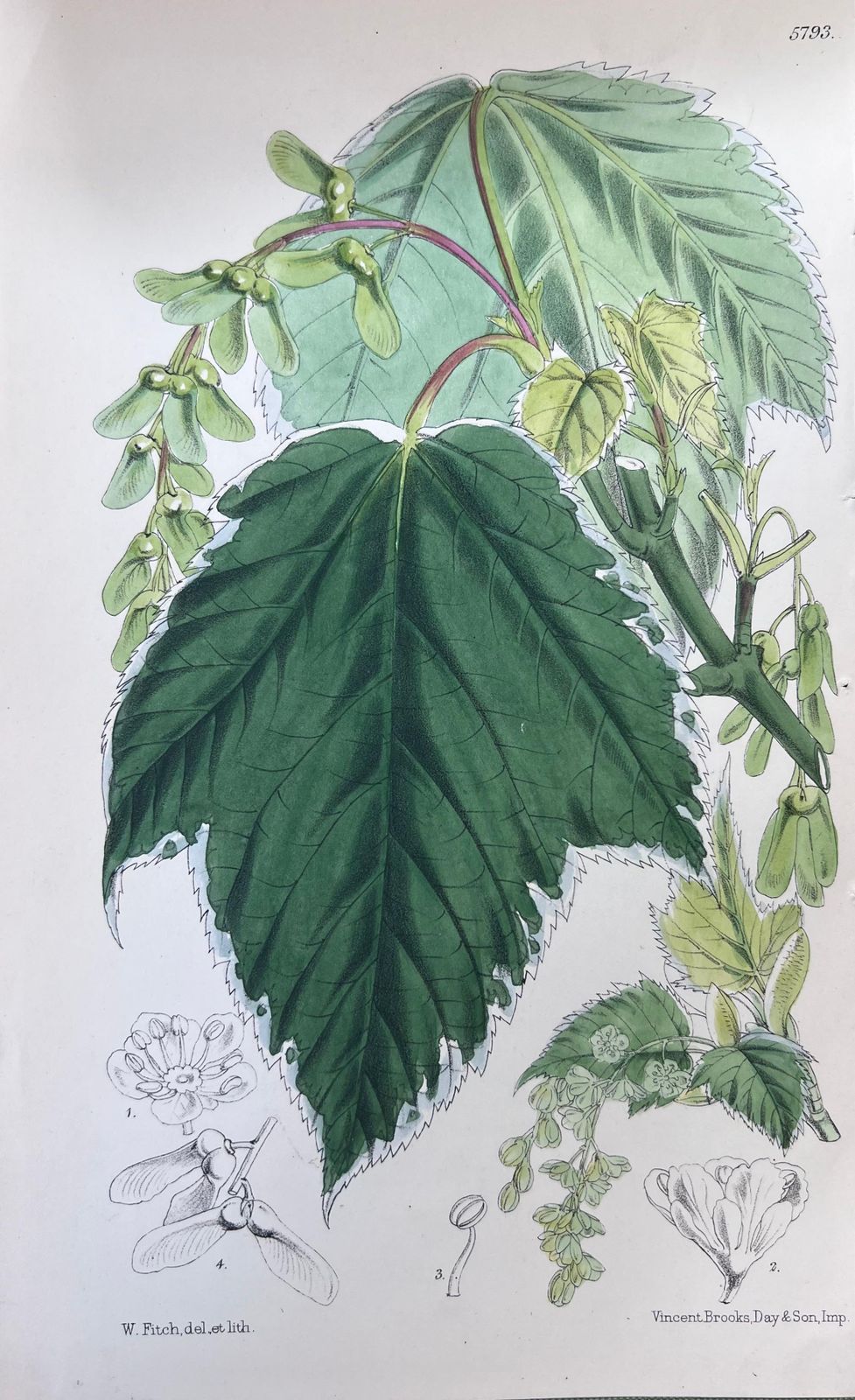 Set Of Six Fine Antique British Hand Coloured Botanical Prints Circa 1900's photo 400.0