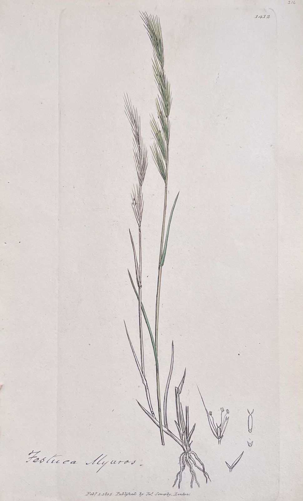 Unknown Set Of Six Fine Antique British Hand Coloured Botanical Prints, Circa 1900's Early Mid 19th Century photo for sale