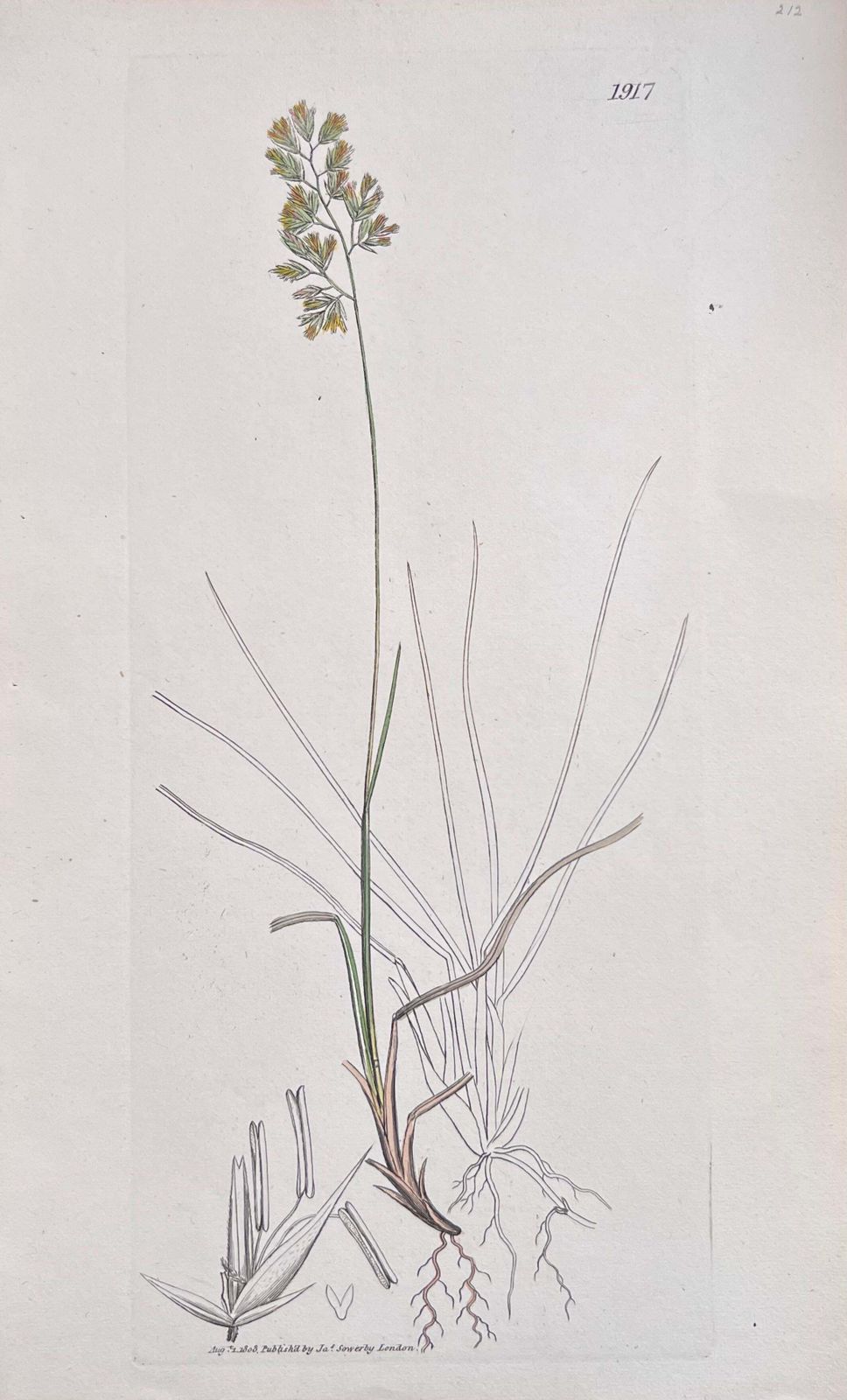 Unknown Set Of Six Fine Antique British Hand Coloured Botanical Prints, Circa 1900's Early Mid 19th Century photo 400.0