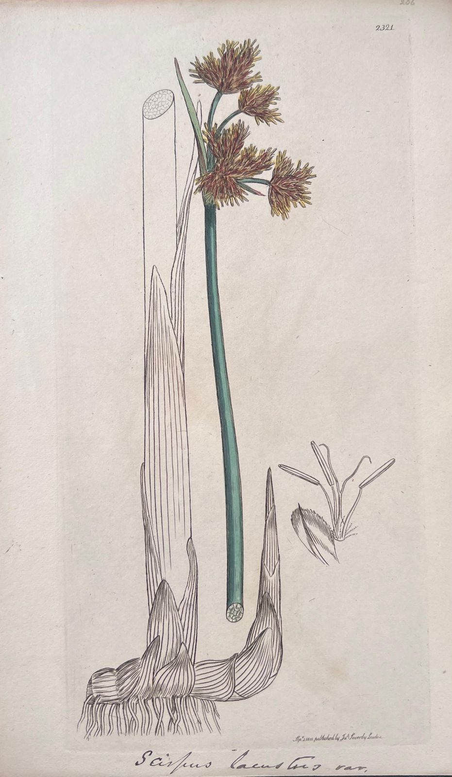 Unknown Set Of Six Fine Antique British Hand Coloured Botanical Prints, Circa 1900's Early Mid 19th Century photo for sale