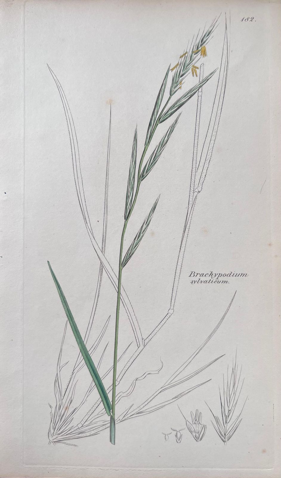 Unknown Set Of Six Fine Antique British Hand Coloured Botanical Prints, Circa 1900's Early Mid 19th Century photo 400.0