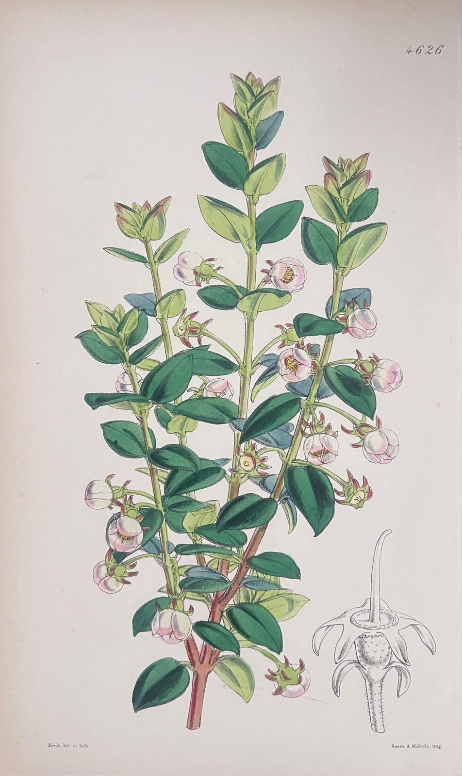 Unknown Set Of Six Fine Antique British Hand Coloured Botanical Prints, Circa 1900's Early Mid 19th Century photo Art