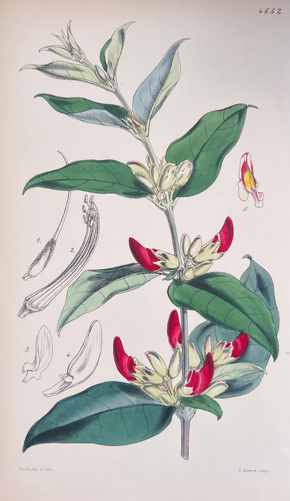 Unknown Set Of Six Fine Antique British Hand Coloured Botanical Prints, Circa 1900's Early Mid 19th Century photo Art