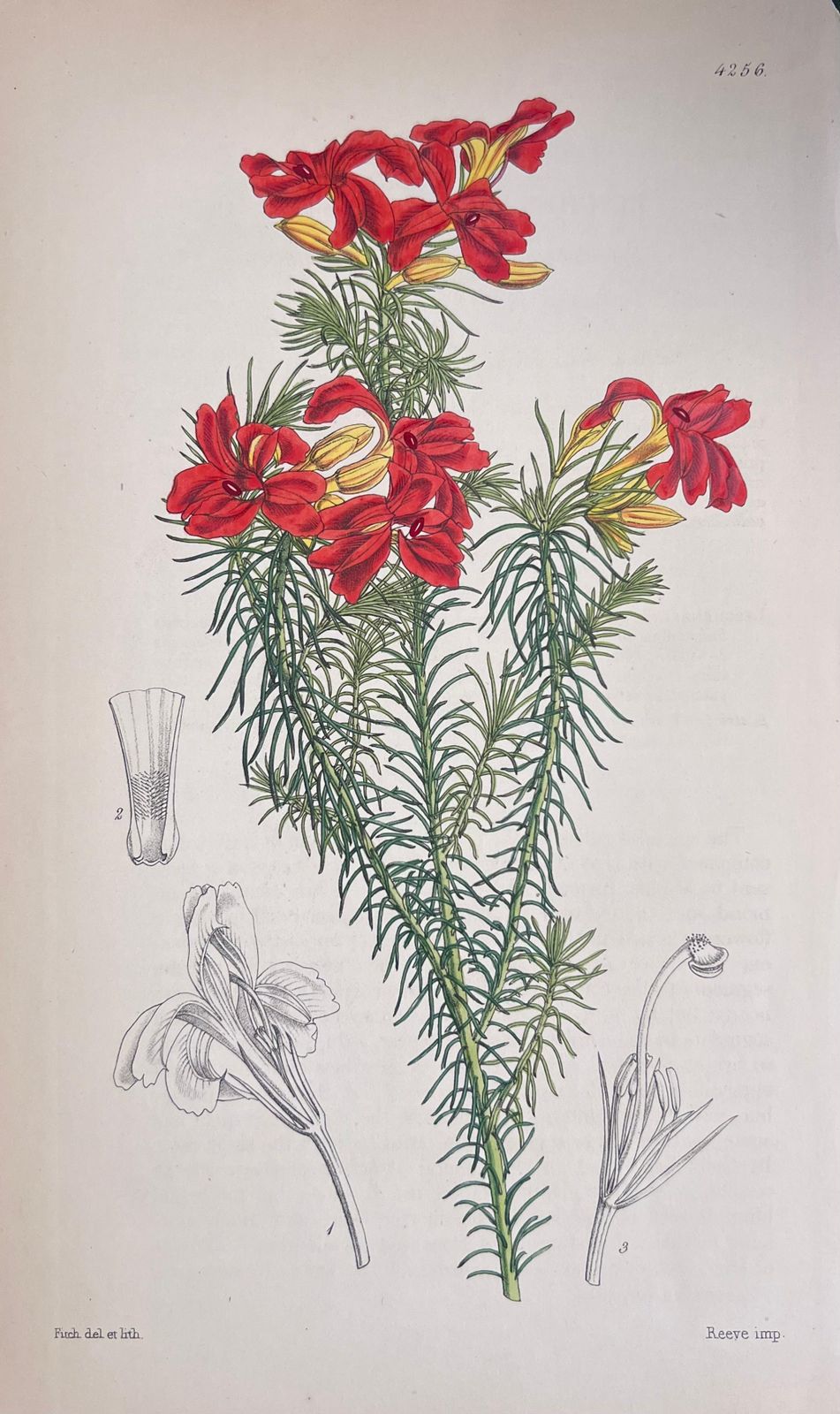 Unknown Set Of Six Fine Antique British Hand Coloured Botanical Prints, Circa 1900's Early Mid 19th Century photo 400.0
