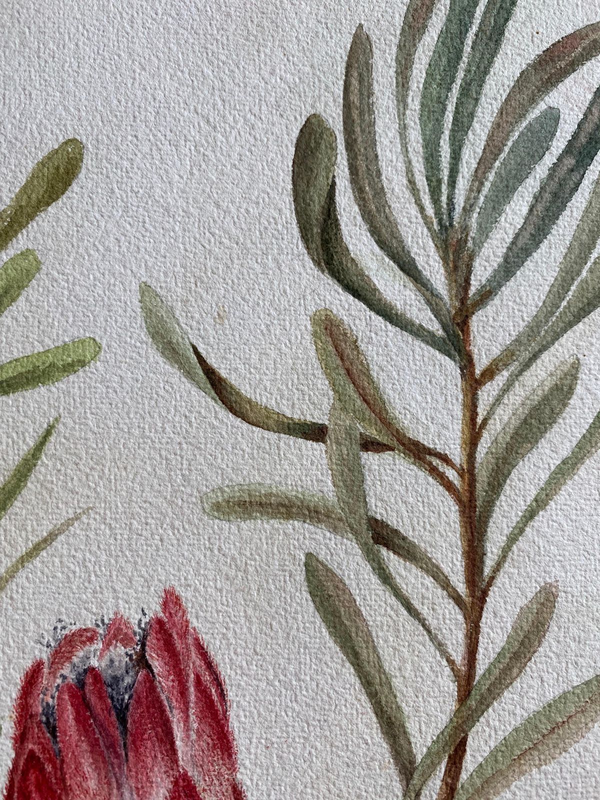 Fine Antique British Botannical Watercolour Painting, Circa 1900's Pink & Green Circa 1900s photo buy