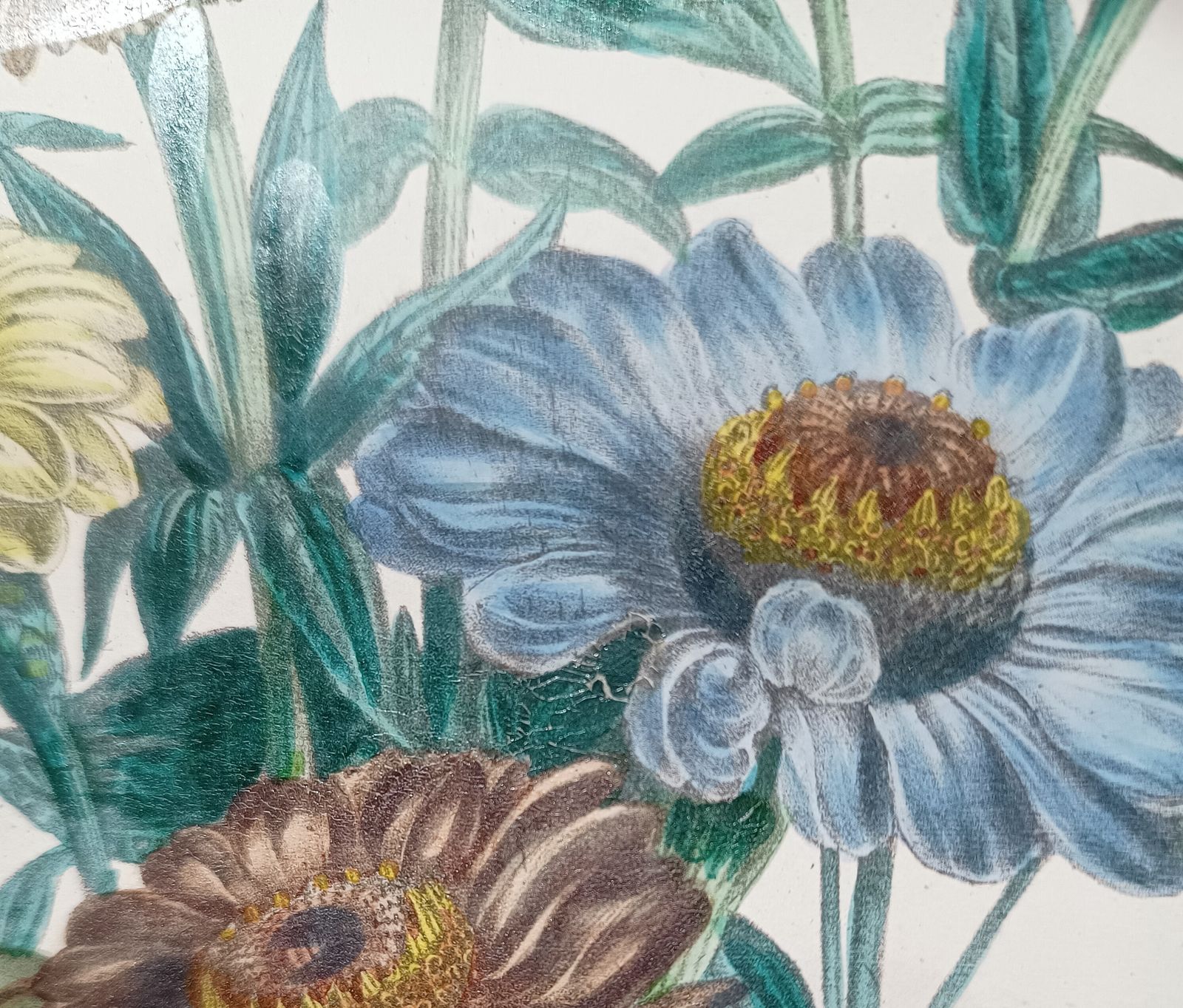 Antique Botanical Lithograph Hand Coloured Zinnias By Day And Hague London Unframed. photo Art