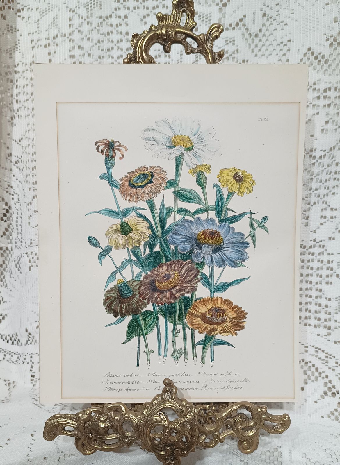 Antique Botanical Lithograph Hand Coloured Zinnias By Day And Hague London Unframed. photo vinterior
