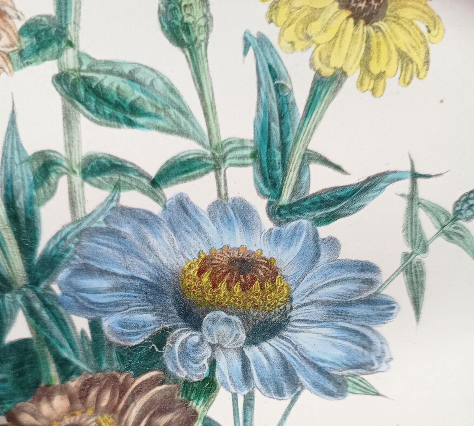Antique Botanical Lithograph Hand Coloured Zinnias By Day And Hague London Unframed. photo vintage
