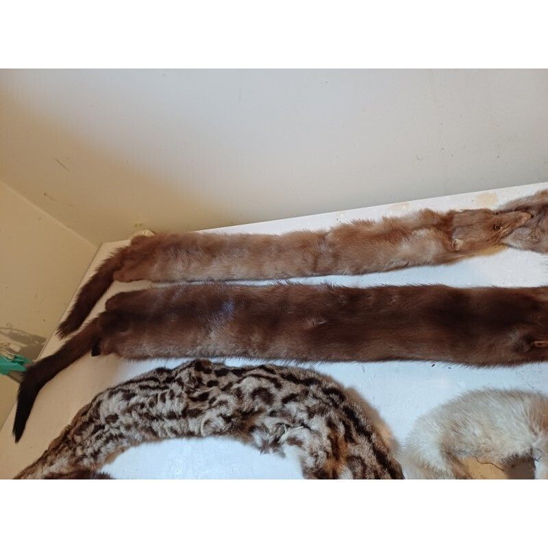 Lot Of Furs La Belle Fourure Limoges photo vintage