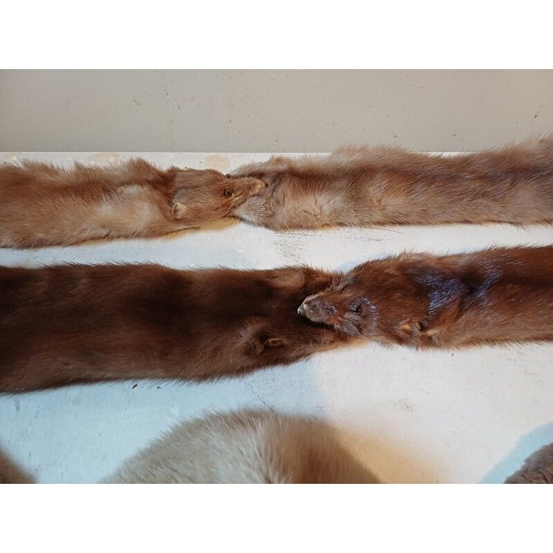 photo for sale Lot Of Furs La Belle Fourure Limoges