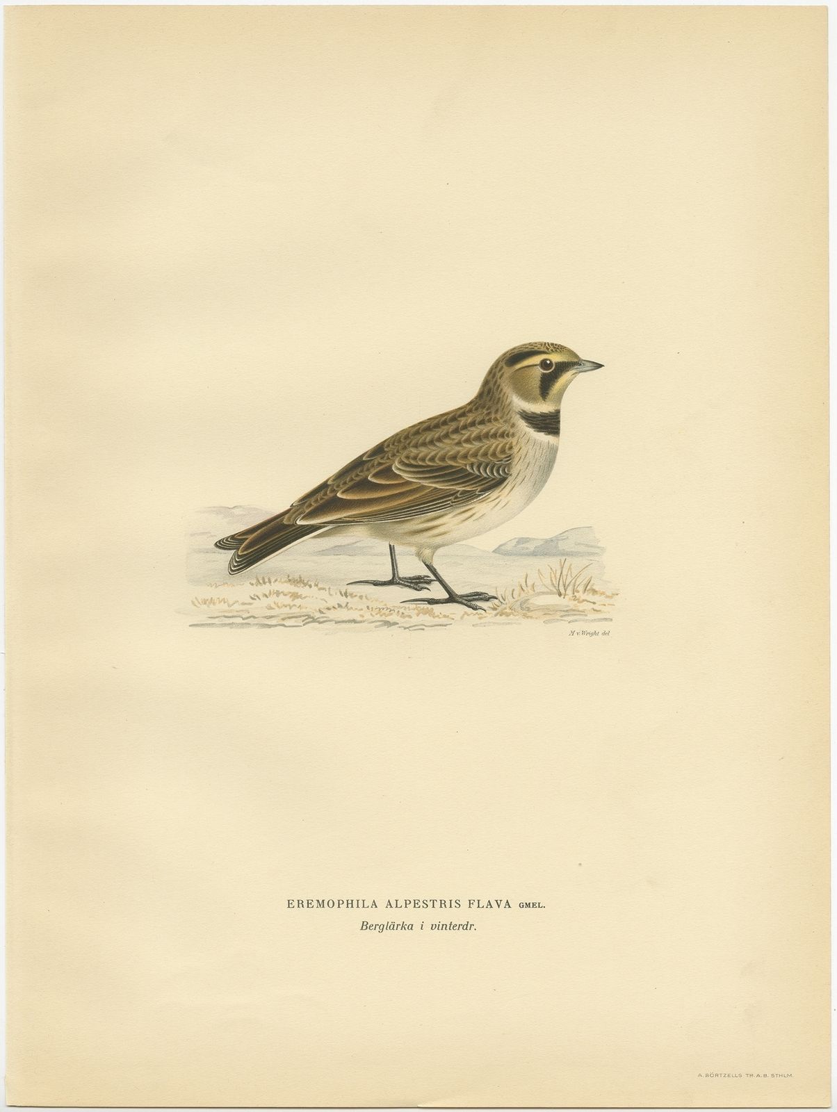 Antique Bird Print Of The Common Horned Lark By Von Wright (1927)