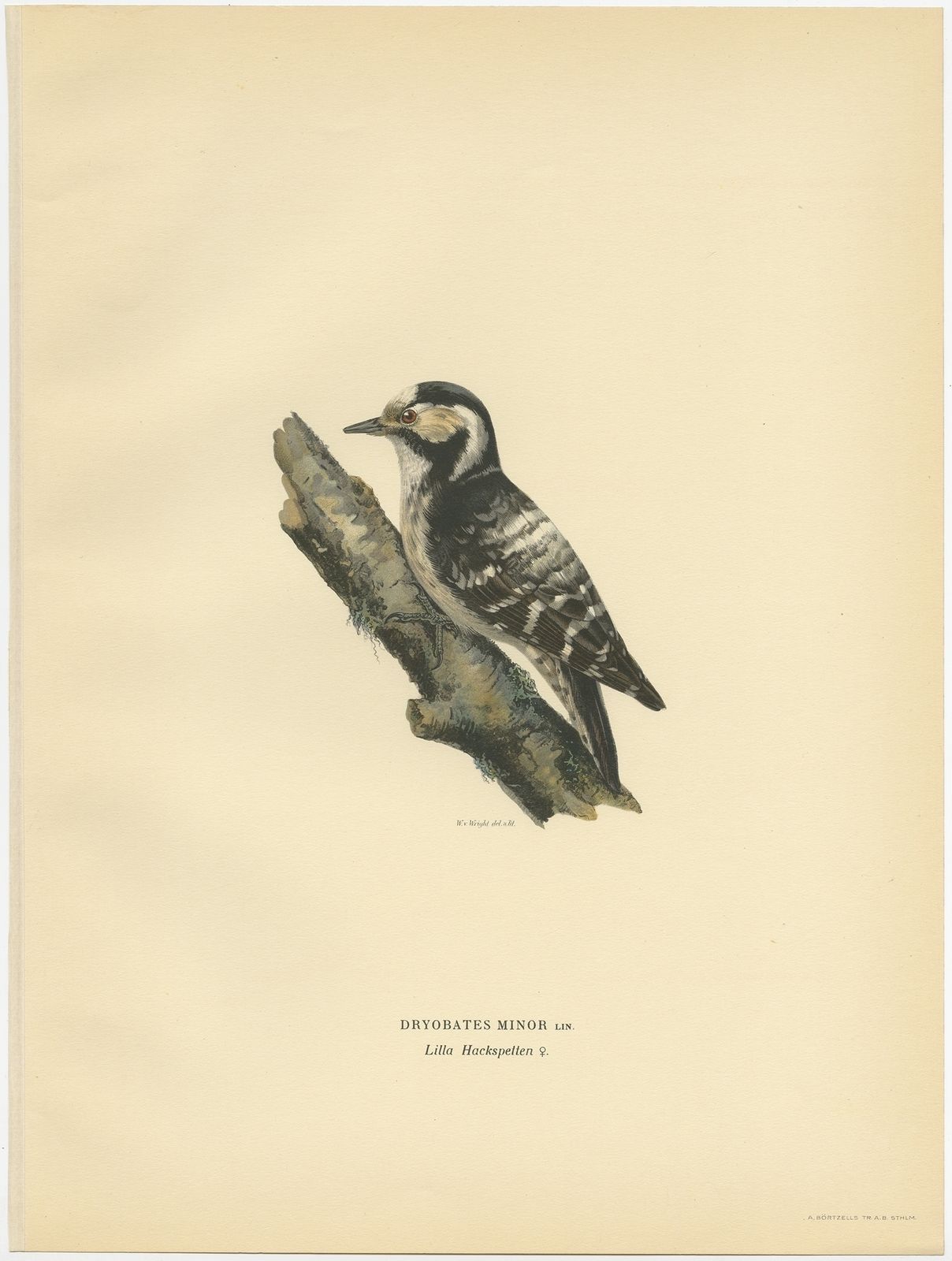 Antique Bird Print Of The Female Lesser Spotted Woodpecker By Von Wright (1927)