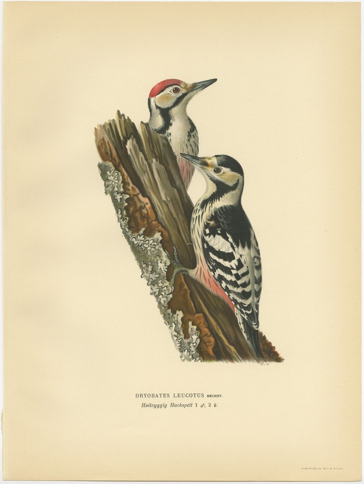 Antique Bird Print Of The White Backed Woodpecker By Von Wright (1927)