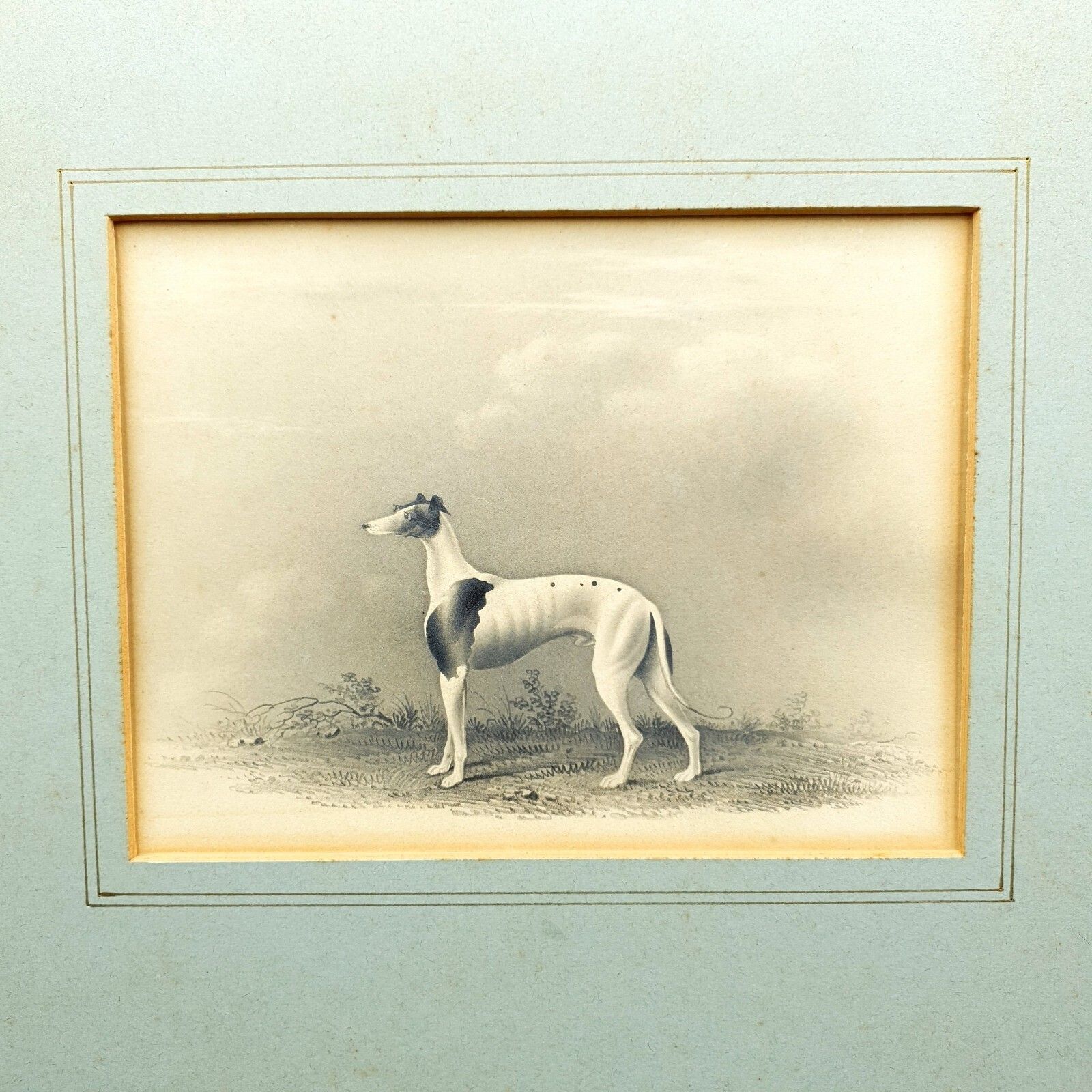 Early 19thc Original Greyhound Drawing On Card C1800–1830 British Sporting Art photo for sale