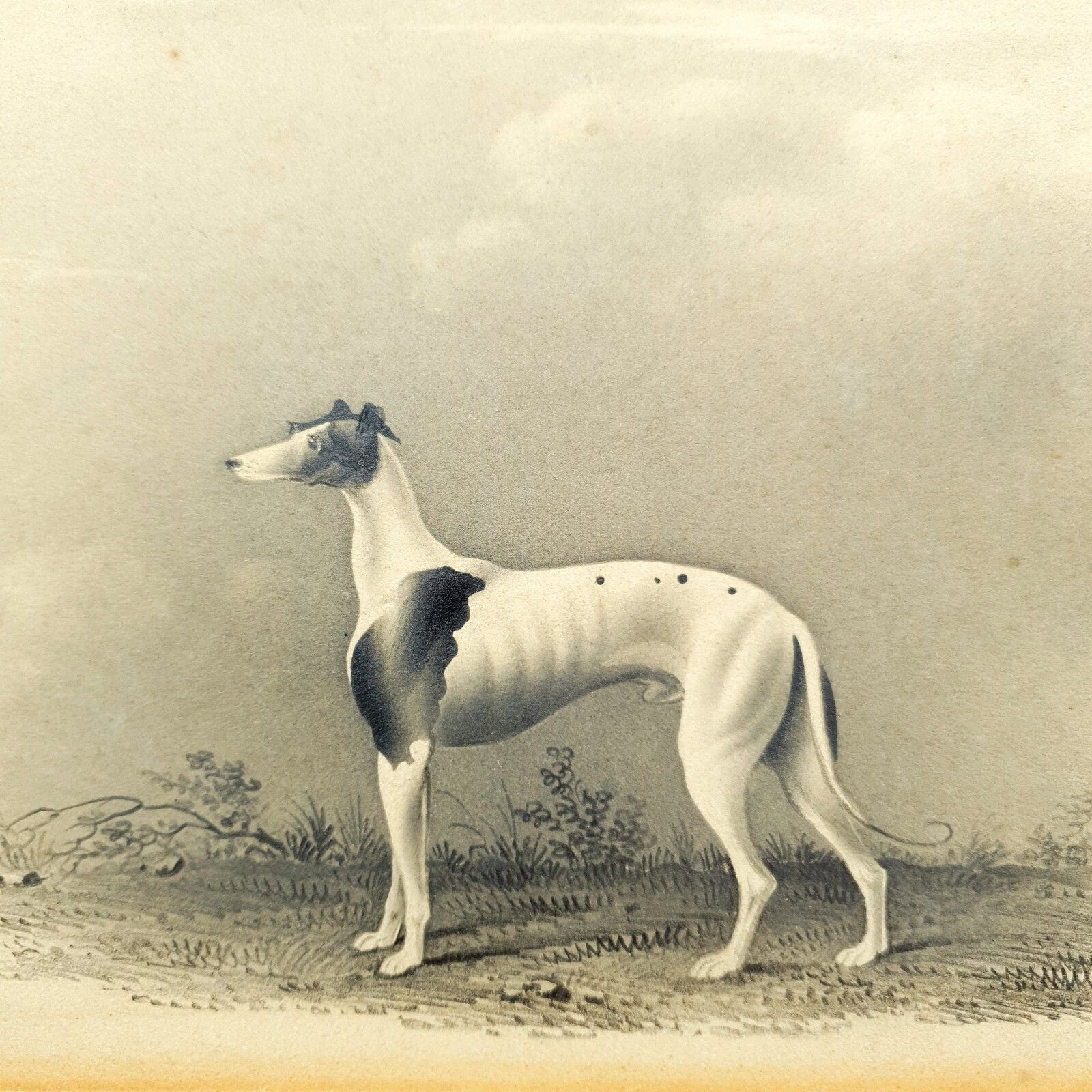 Early 19thc Original Greyhound Drawing On Card C1800–1830 British Sporting Art photo 500.0