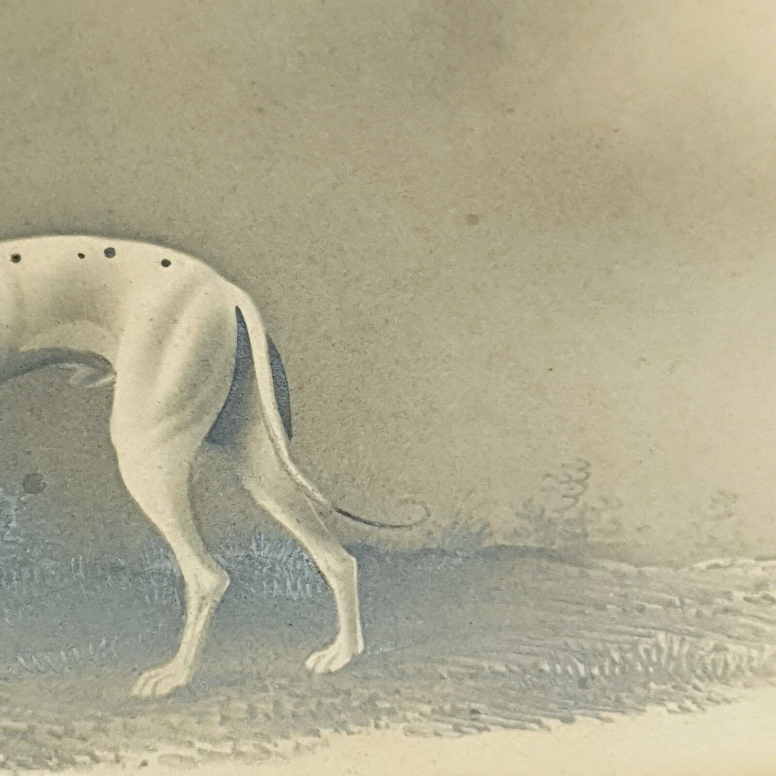 photo for sale Early 19thc Original Greyhound Drawing On Card C1800–1830 British Sporting Art