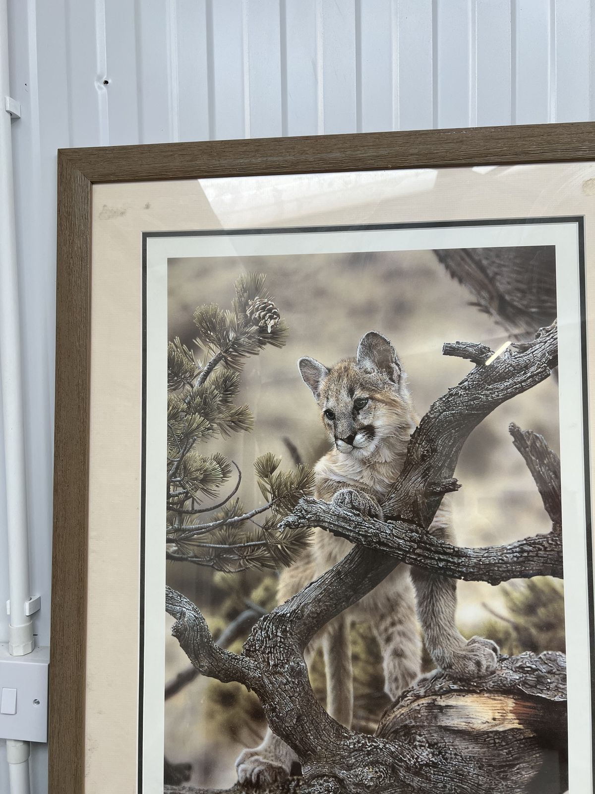Limited Edition Print Of A Wild Cat photo Art