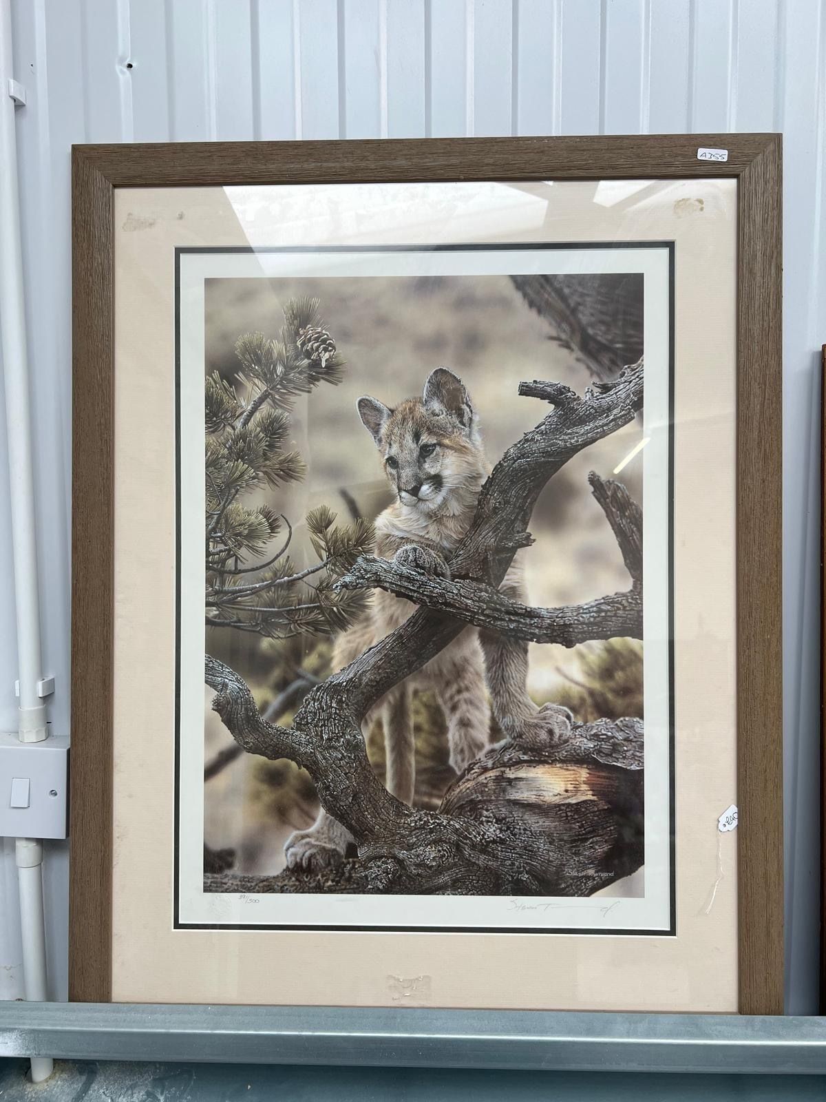 Limited Edition Print Of A Wild Cat