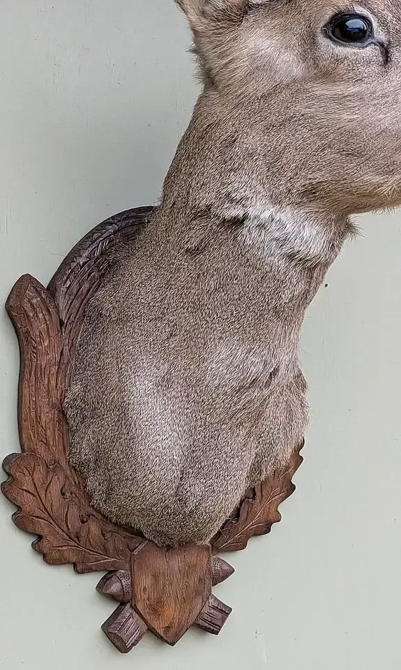 Good Taxidermy Roebuck On Carved Oak Shield photo vintage
