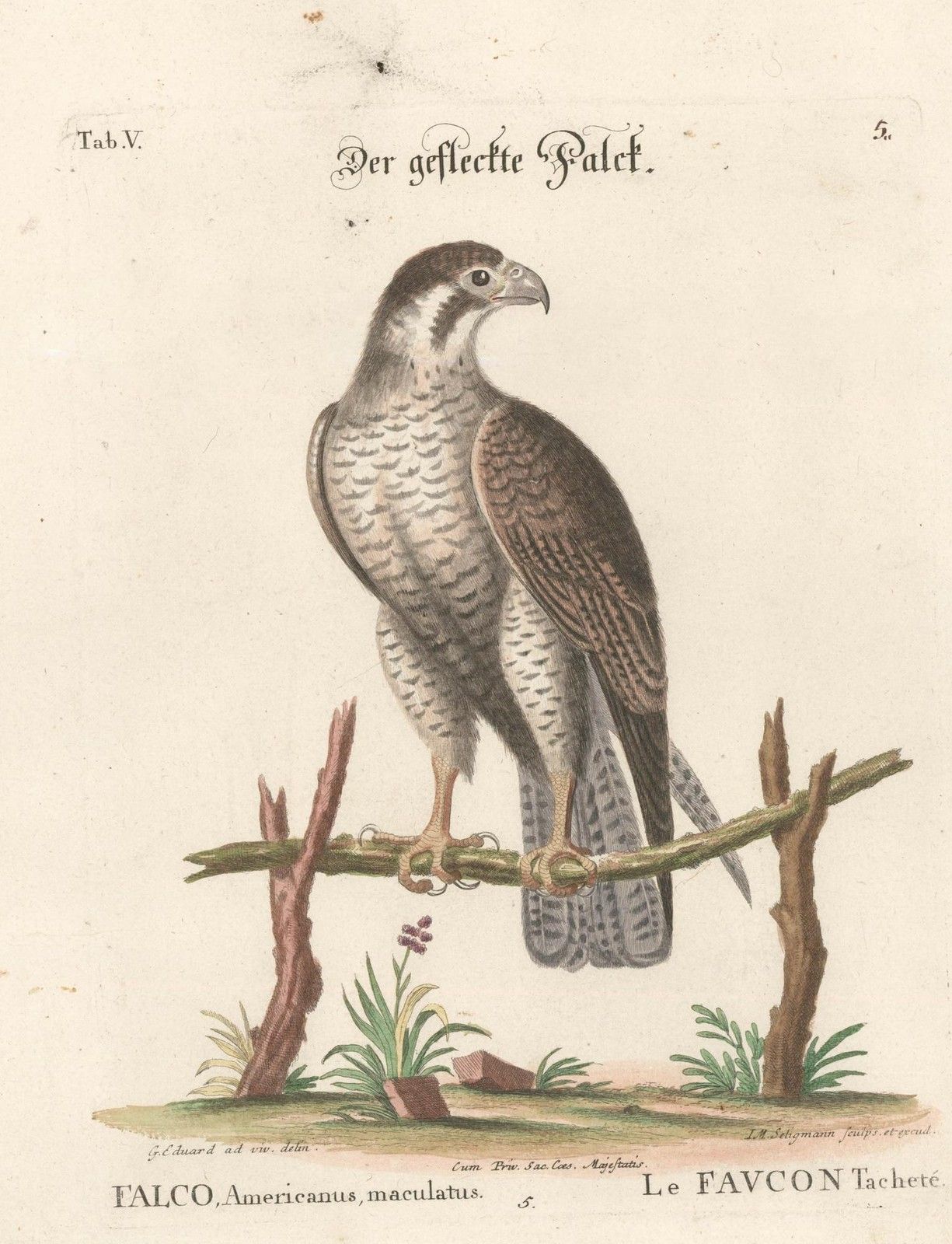 Johann Seligmann (1720 1762) After George Edwards Etching, American Kestrel photo furniture