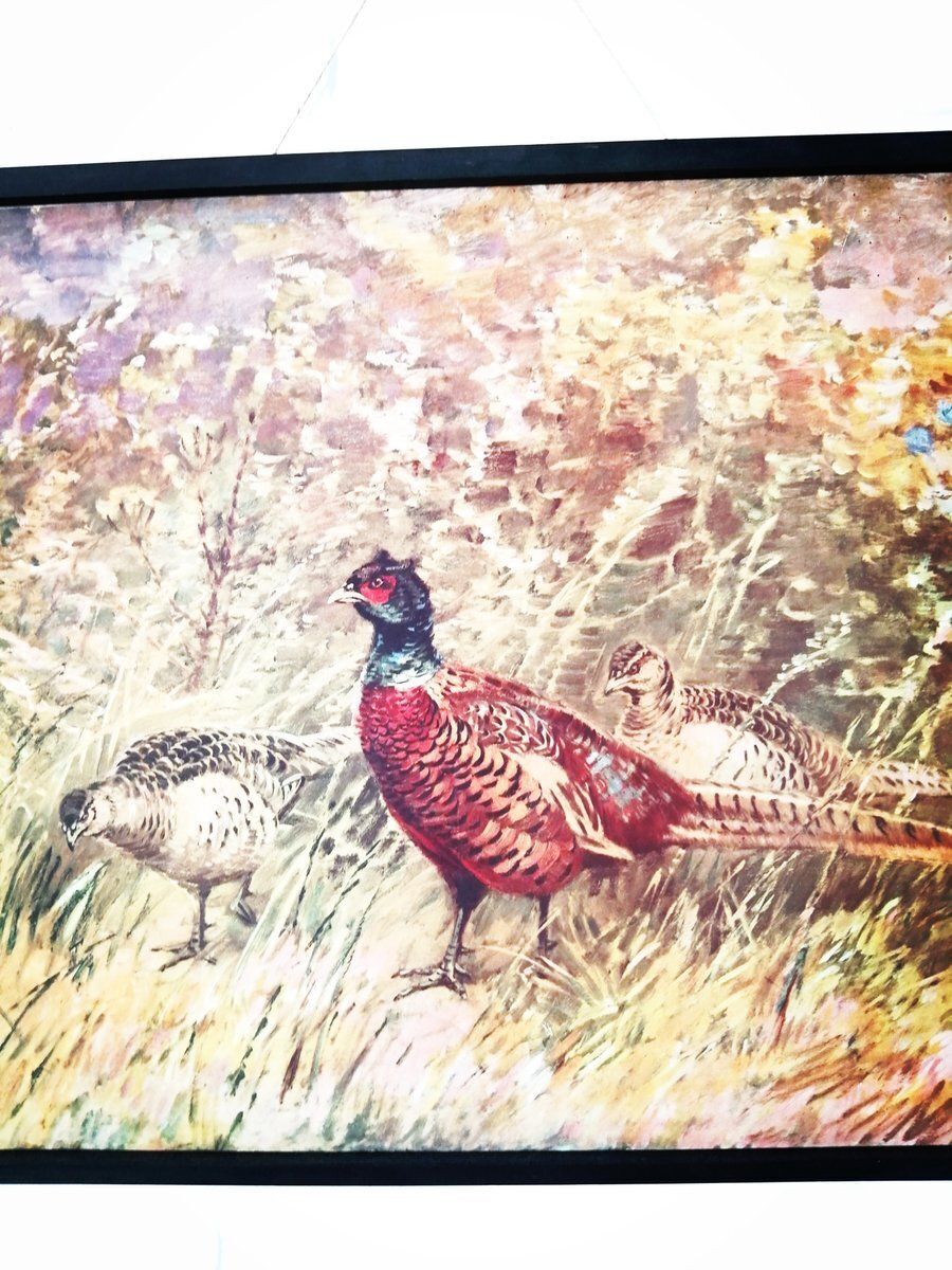 Poster Met Fazant, Ca. Jaren 1950 photo for sale
