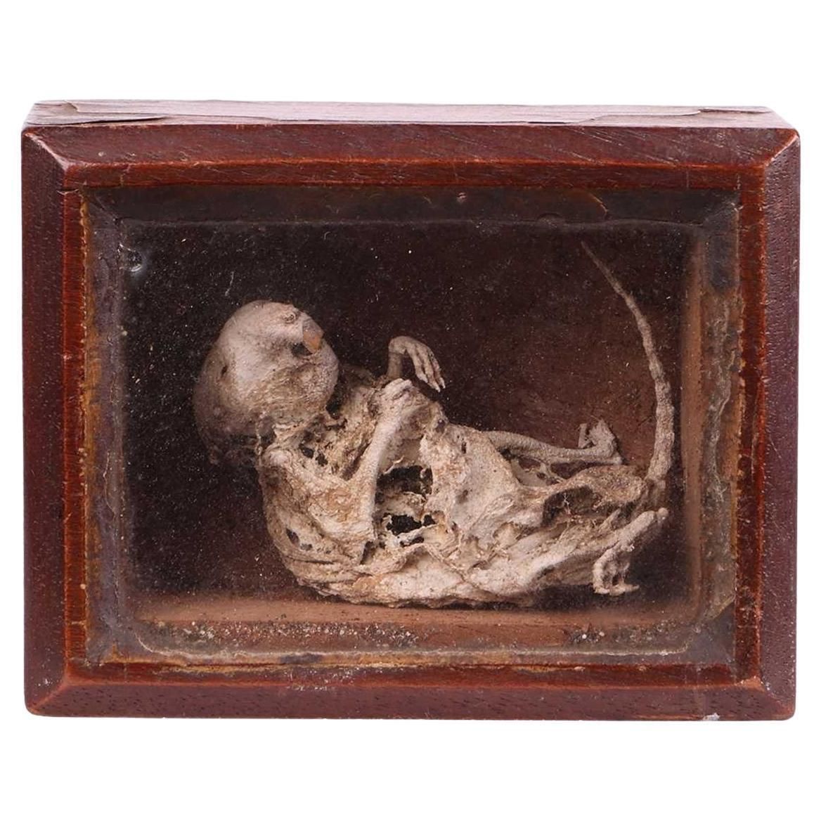 19th C Mouse Curiosity Cavendish Tomb Taxidermy William Bentinck Prime Minister
