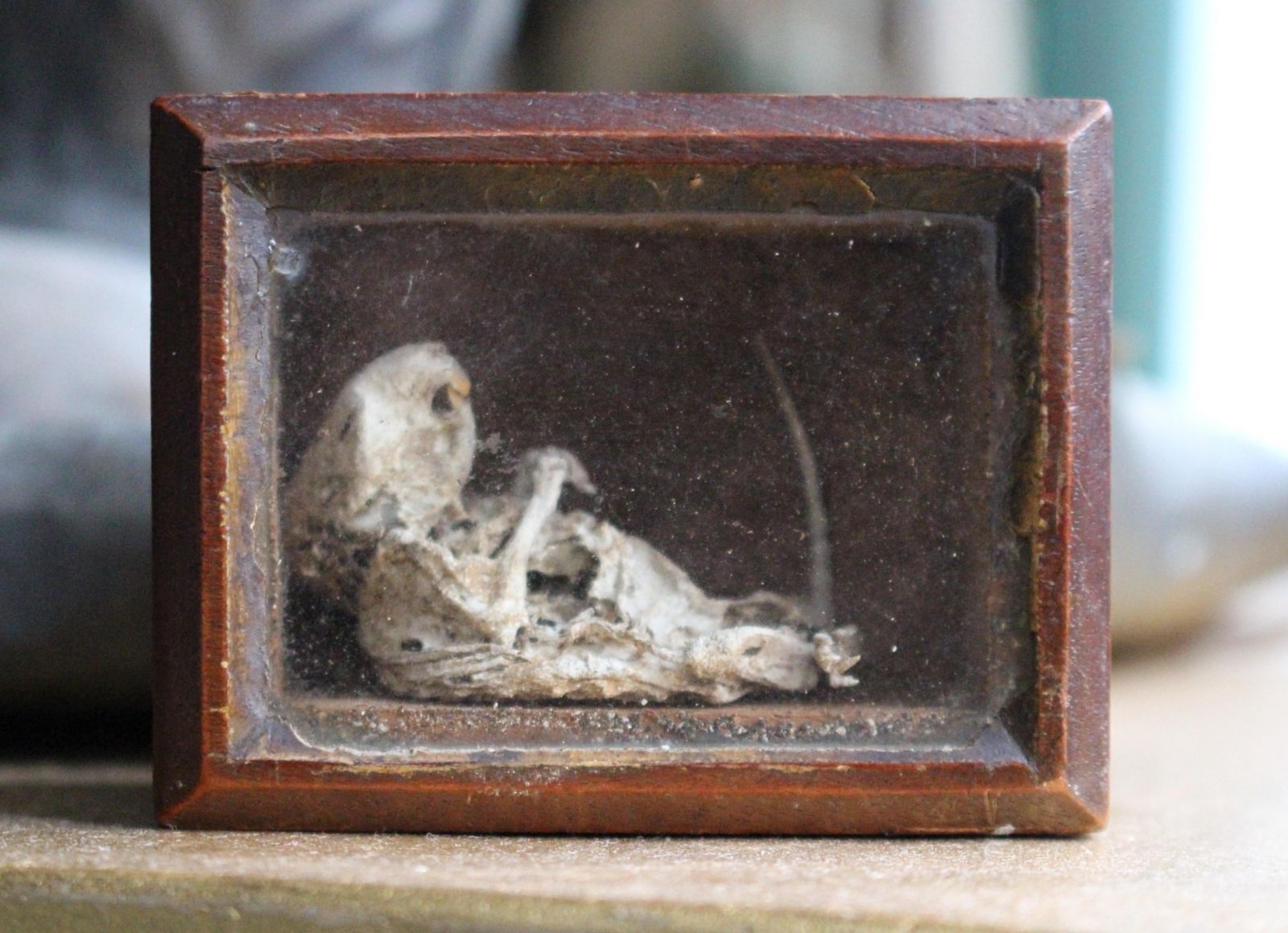19th C Mouse Curiosity Cavendish Tomb Taxidermy William Bentinck Prime Minister photo Home Decor