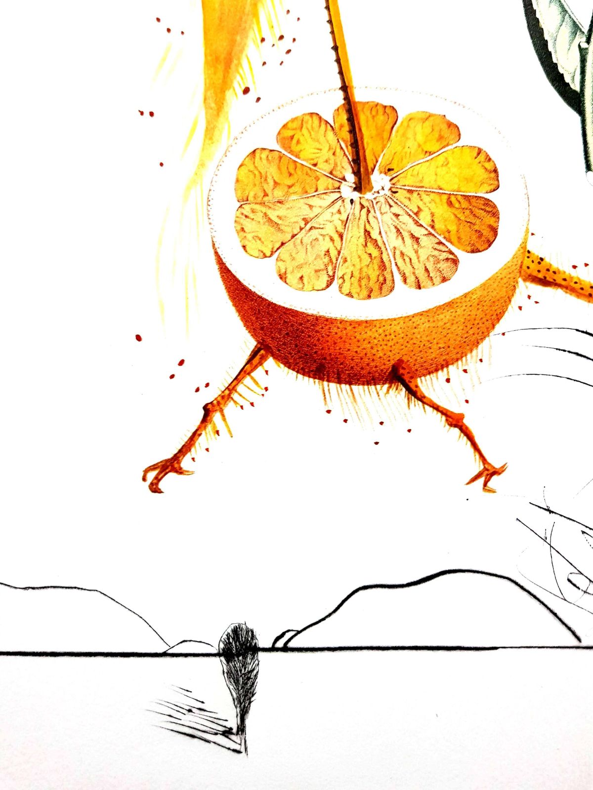 Salvador Dalí­Salvador Dali   Erotic Grapefruit   Original Hand Signed Lithograph1969 photo vinterior