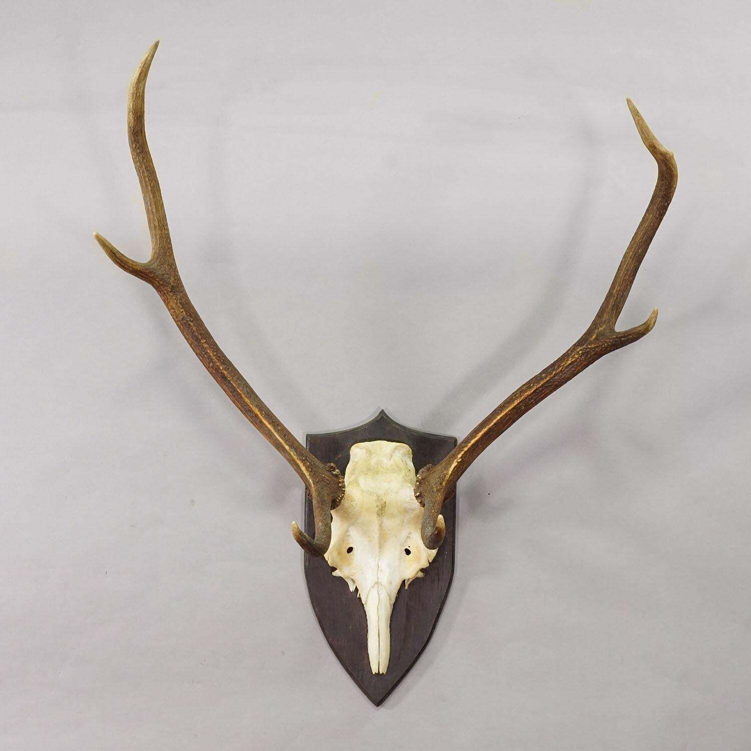 Large Black Forest Red Deer Trophy On Turned Plaque   Germany 1935 photo furniture