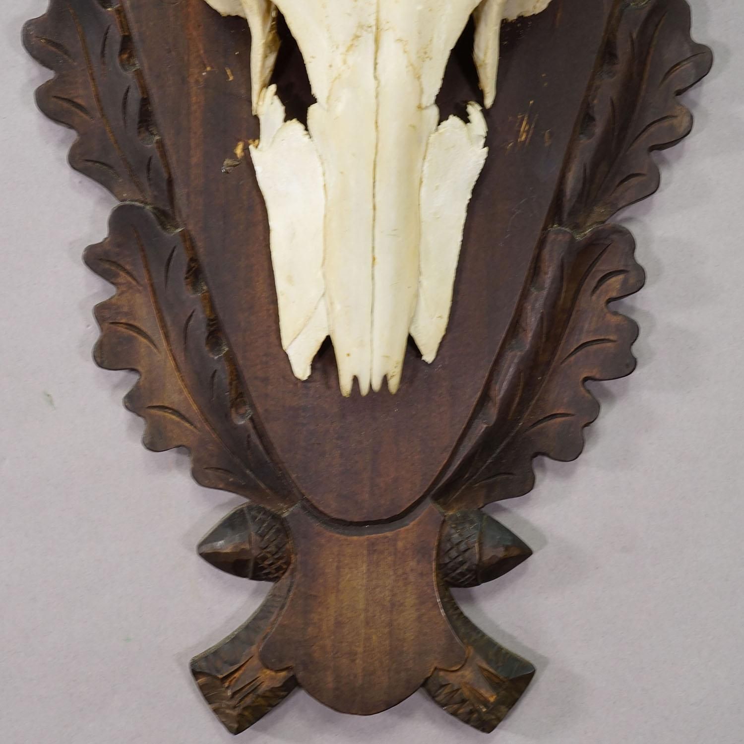 Large Black Forest Red Deer Trophy On Carved Plaque   Germany 1930 photo 504.0