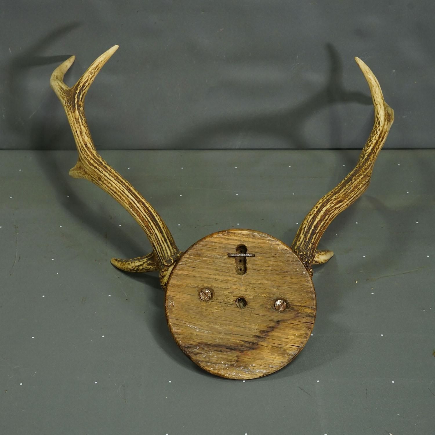 Big Black Forest Red Deer Trophy On Turned Plaque   Germany 1930 photo 298.0