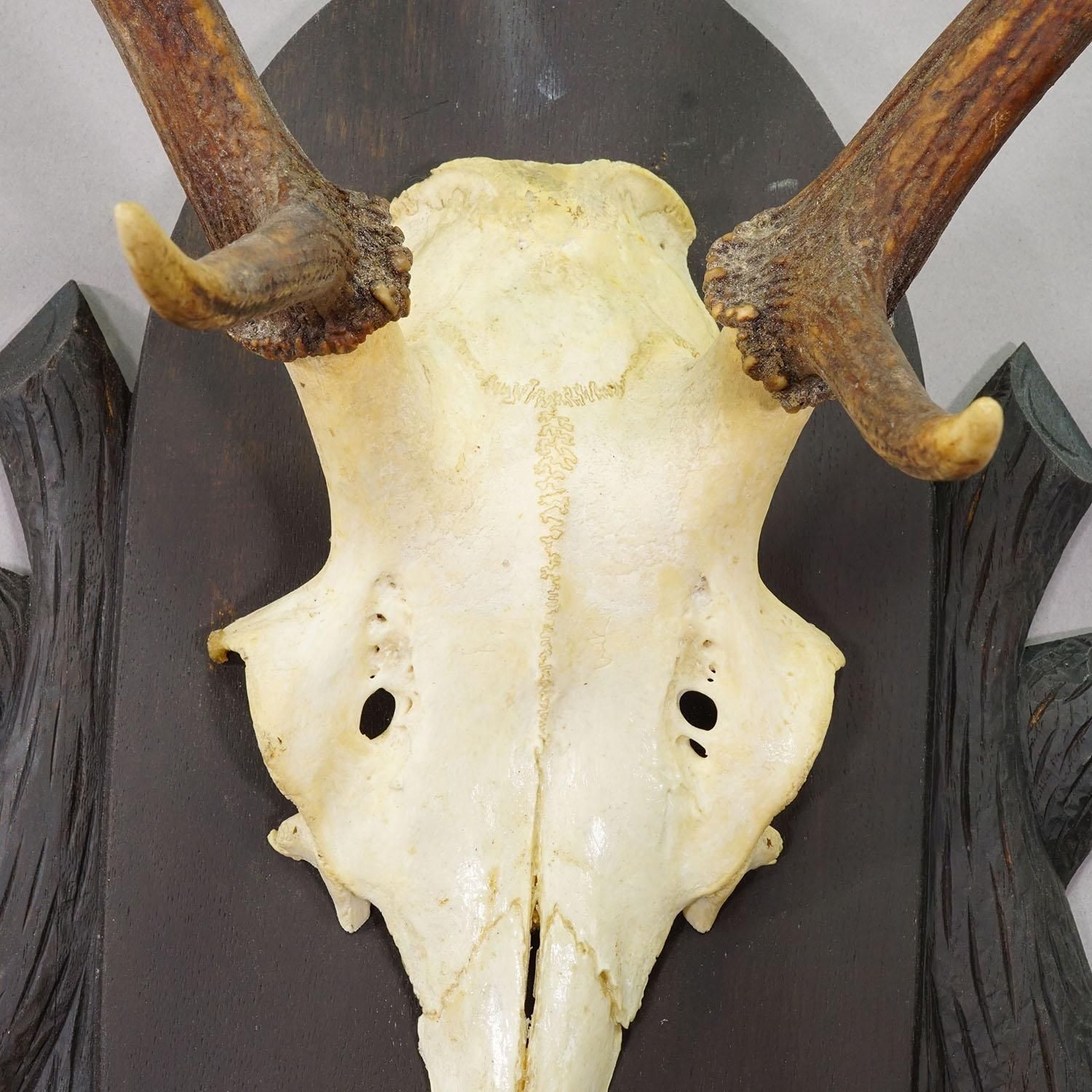 Large Black Forest 8 Pointer Red Deer Trophy On Carved Plaque   Germany Ca. 1940 photo Home Decor