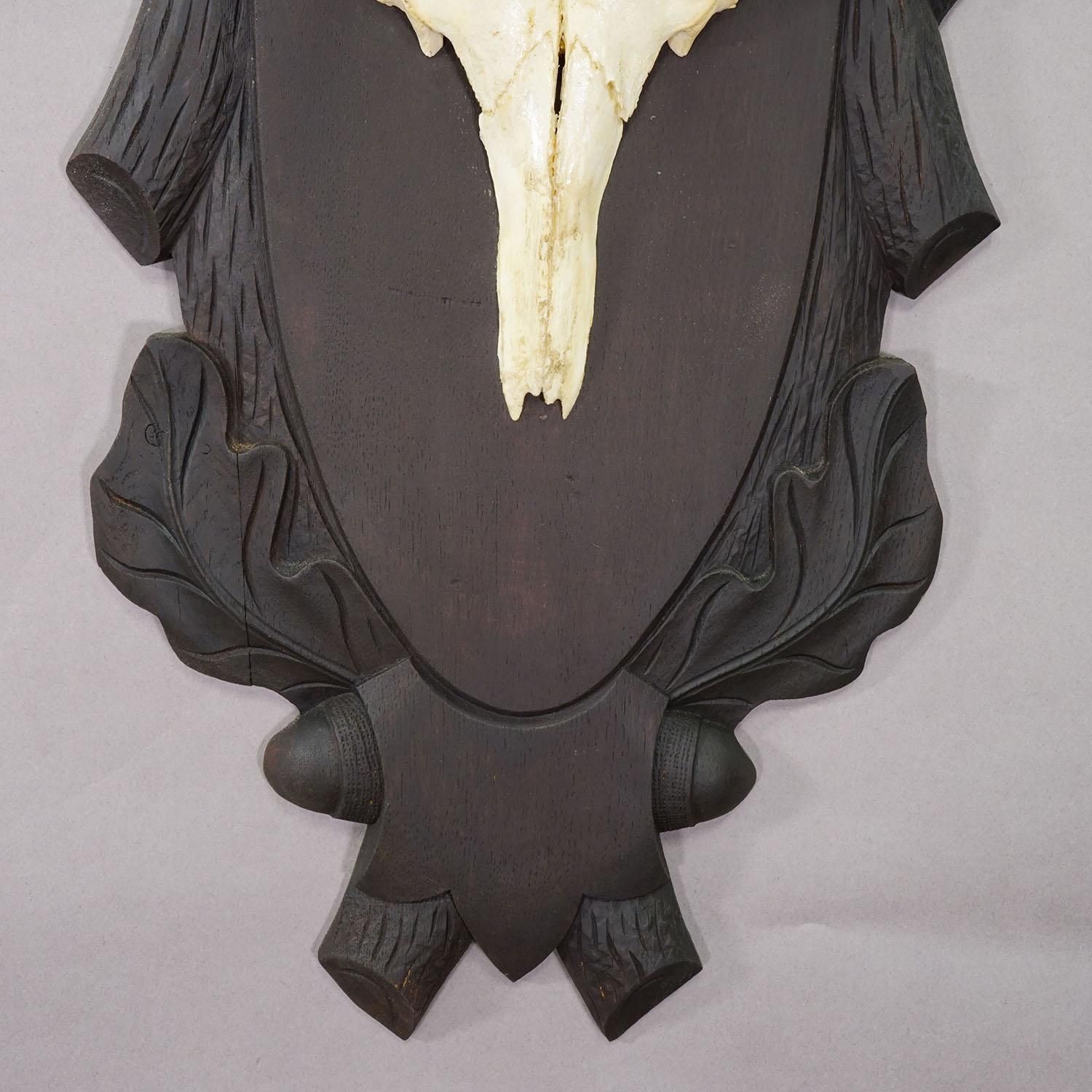 Large Black Forest 8 Pointer Red Deer Trophy On Carved Plaque   Germany Ca. 1940 photo 496.0