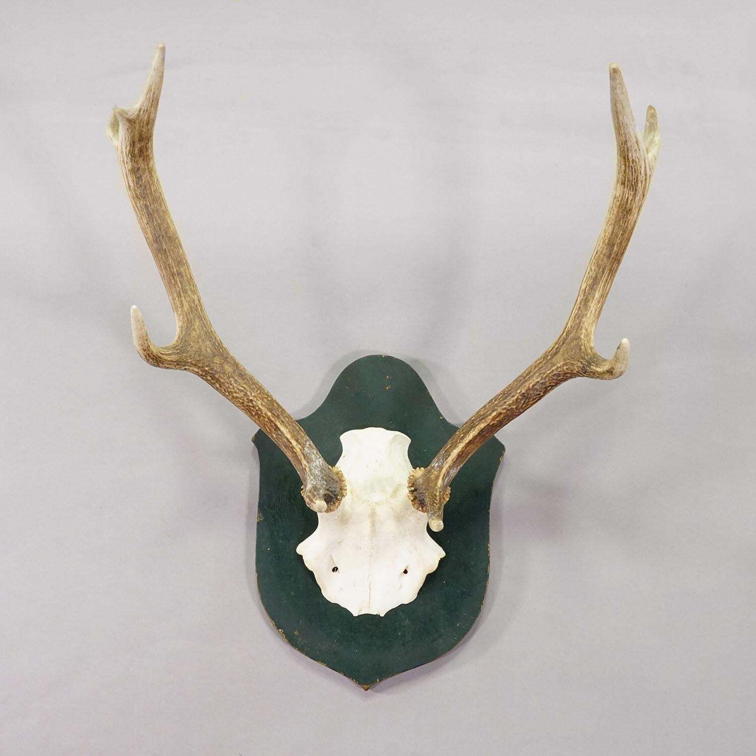 Large Black Forest Red Deer Trophy On Carved Plaque   Germany 1920 photo furniture