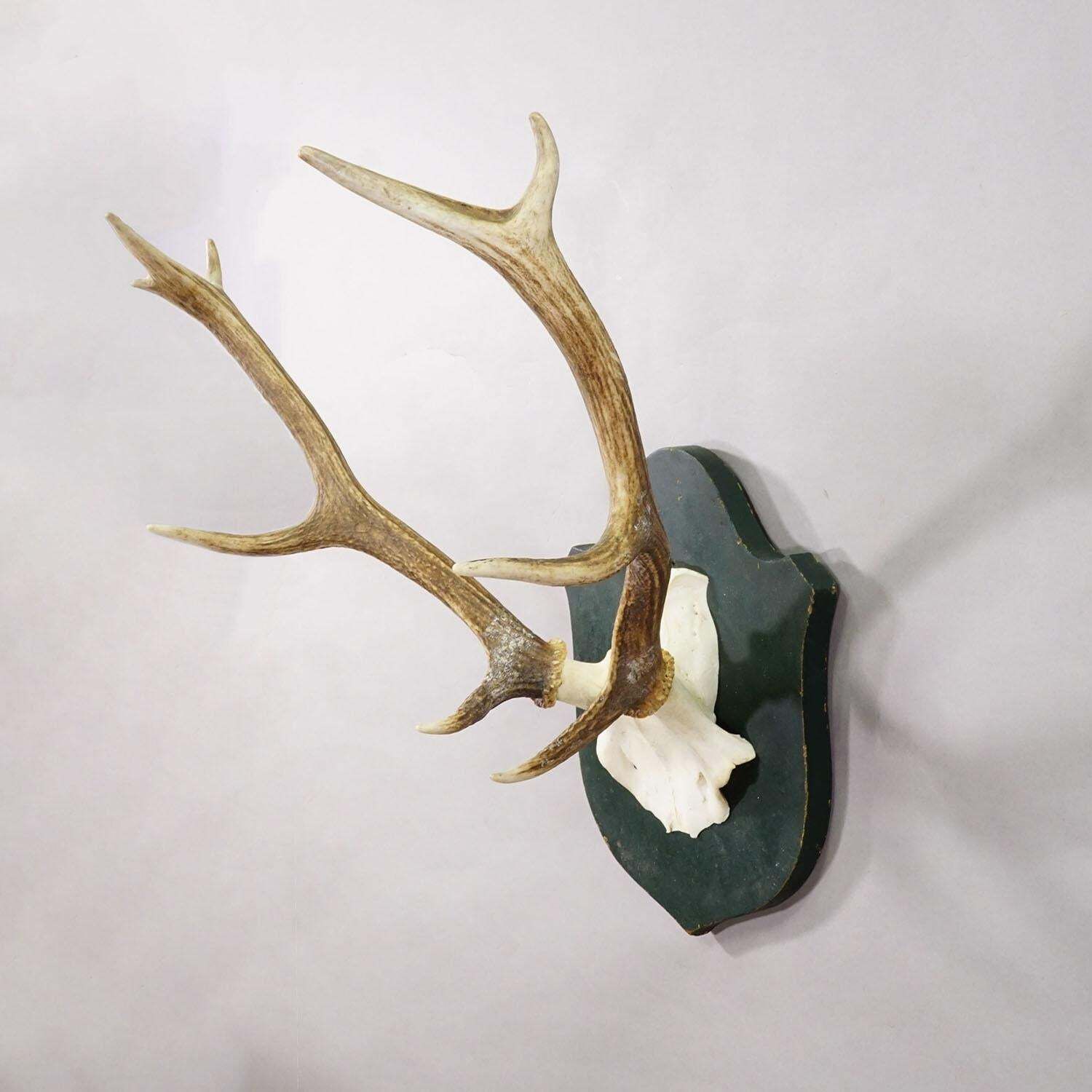 Large Black Forest Red Deer Trophy On Carved Plaque   Germany 1920 photo for sale