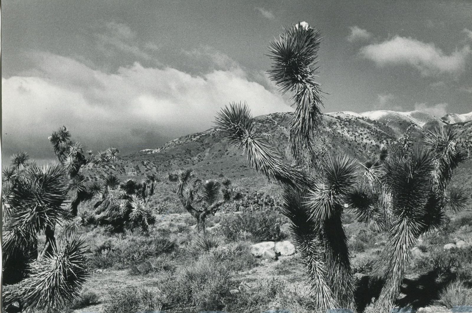 Erich Andresmojave Desert, California, Black And White, USA 1960s, 16.0 X 23, 7 Cm1960s