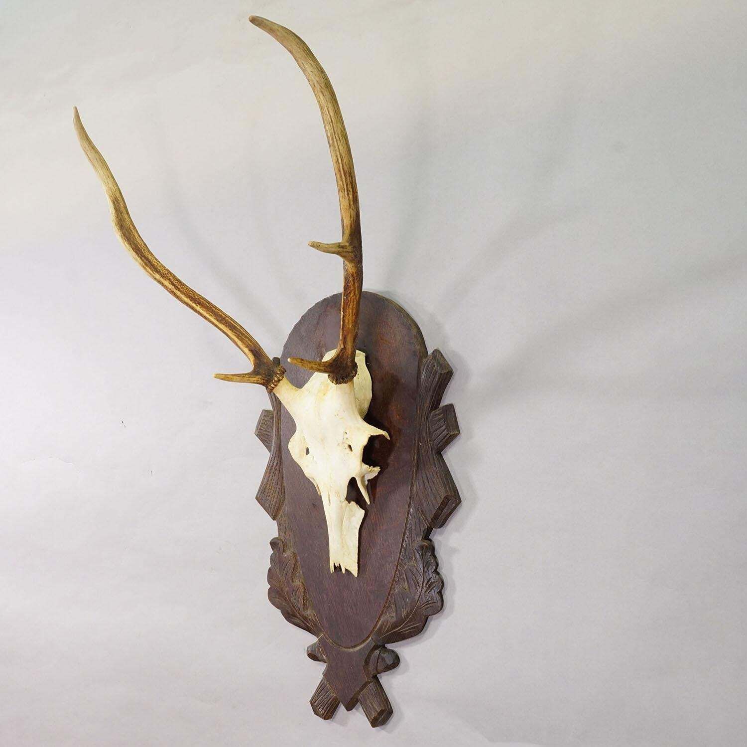 Large Black Forest Red Deer Trophy On Carved Plaque   Germany Ca. 1935 photo for sale