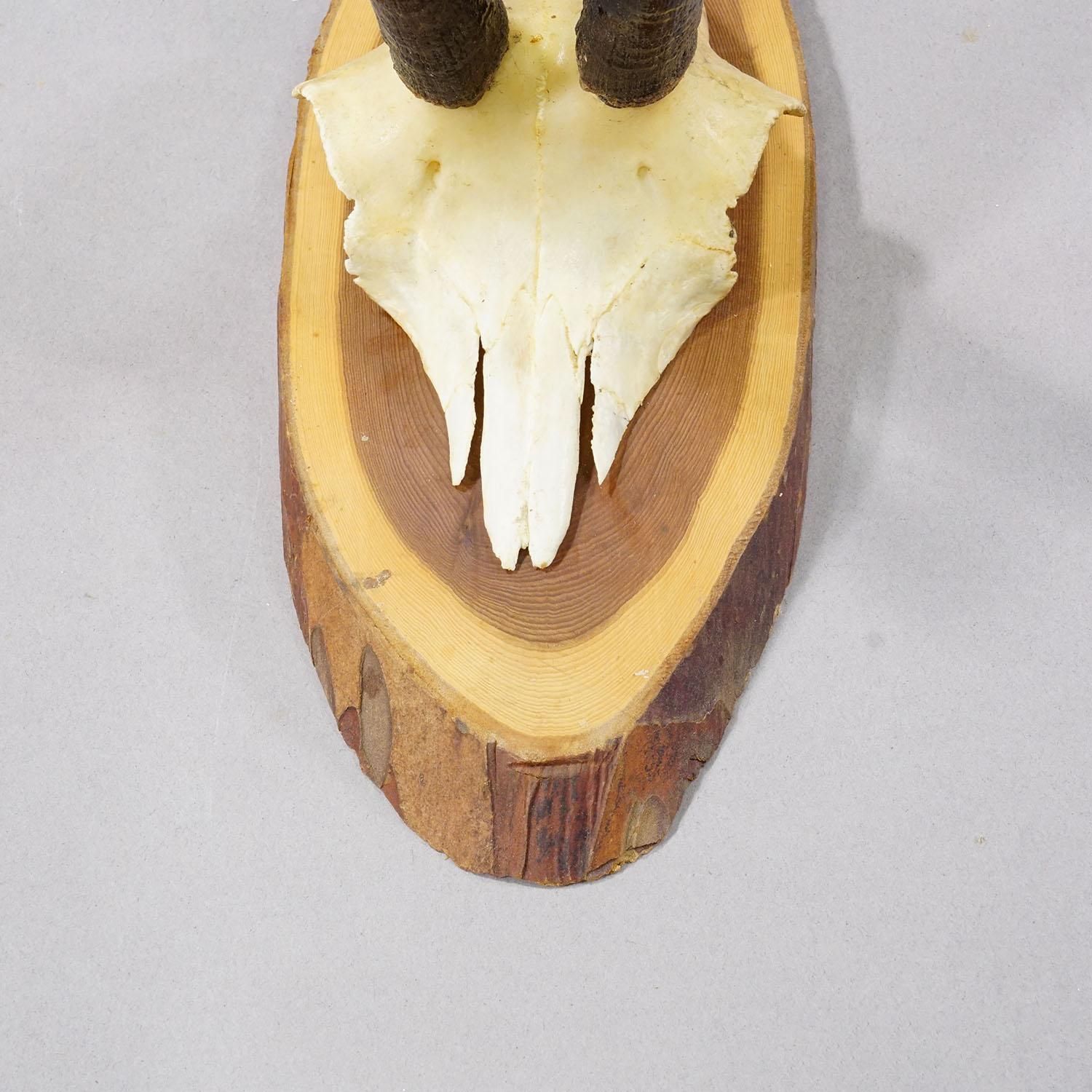 Set Of Six Vintage Chamois Trophies On Wooden Plaques, Germany Ca. 1960s photo vinterior