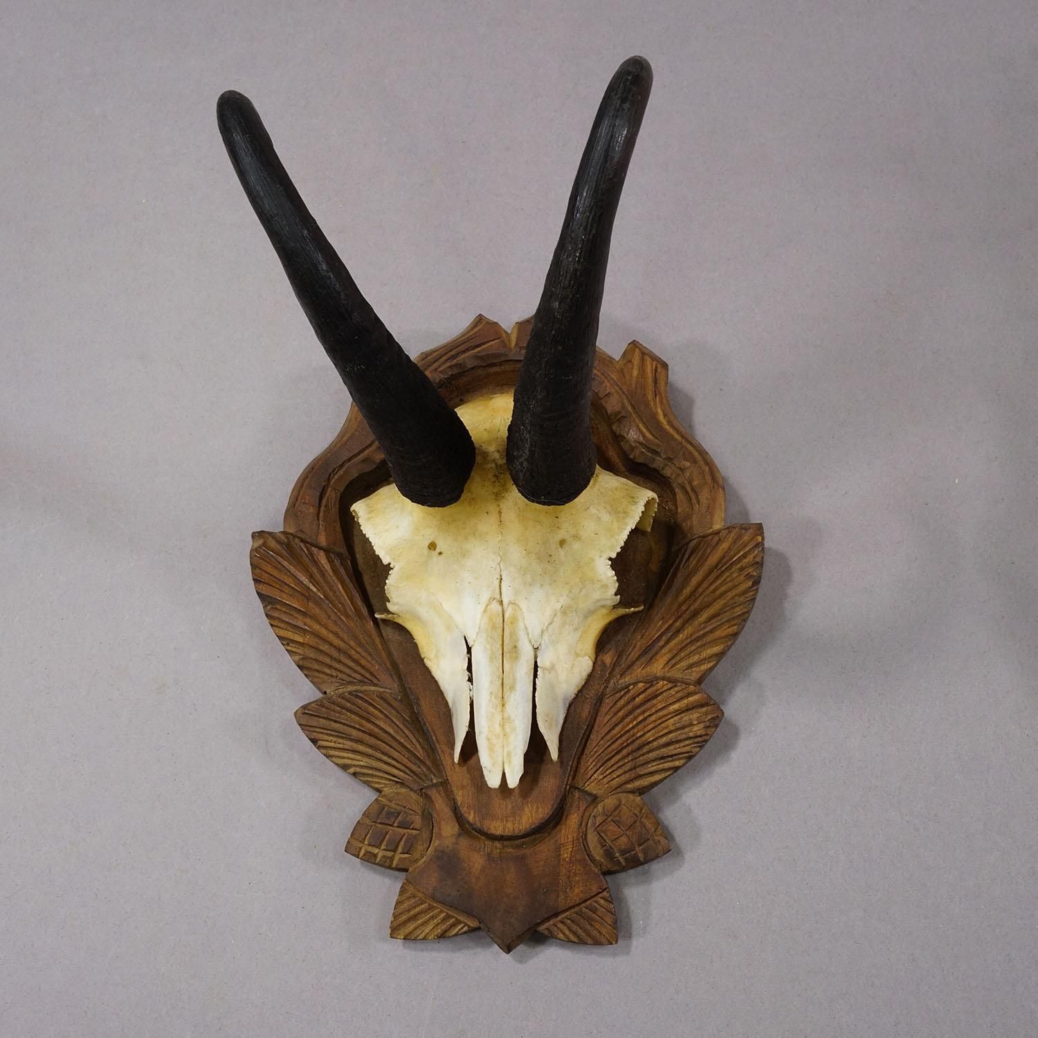 Vintage Set Of Four Chamois Trophies On Carved Plaques, Germany Ca. 1950s photo Art