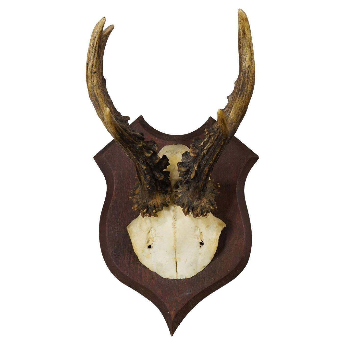 Antique Roe Deer Trophy On Turned Plaque, Germany Ca. 1930s