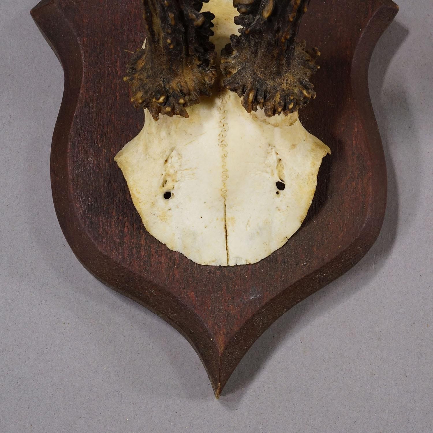 Antique Roe Deer Trophy On Turned Plaque, Germany Ca. 1930s photo 168.0