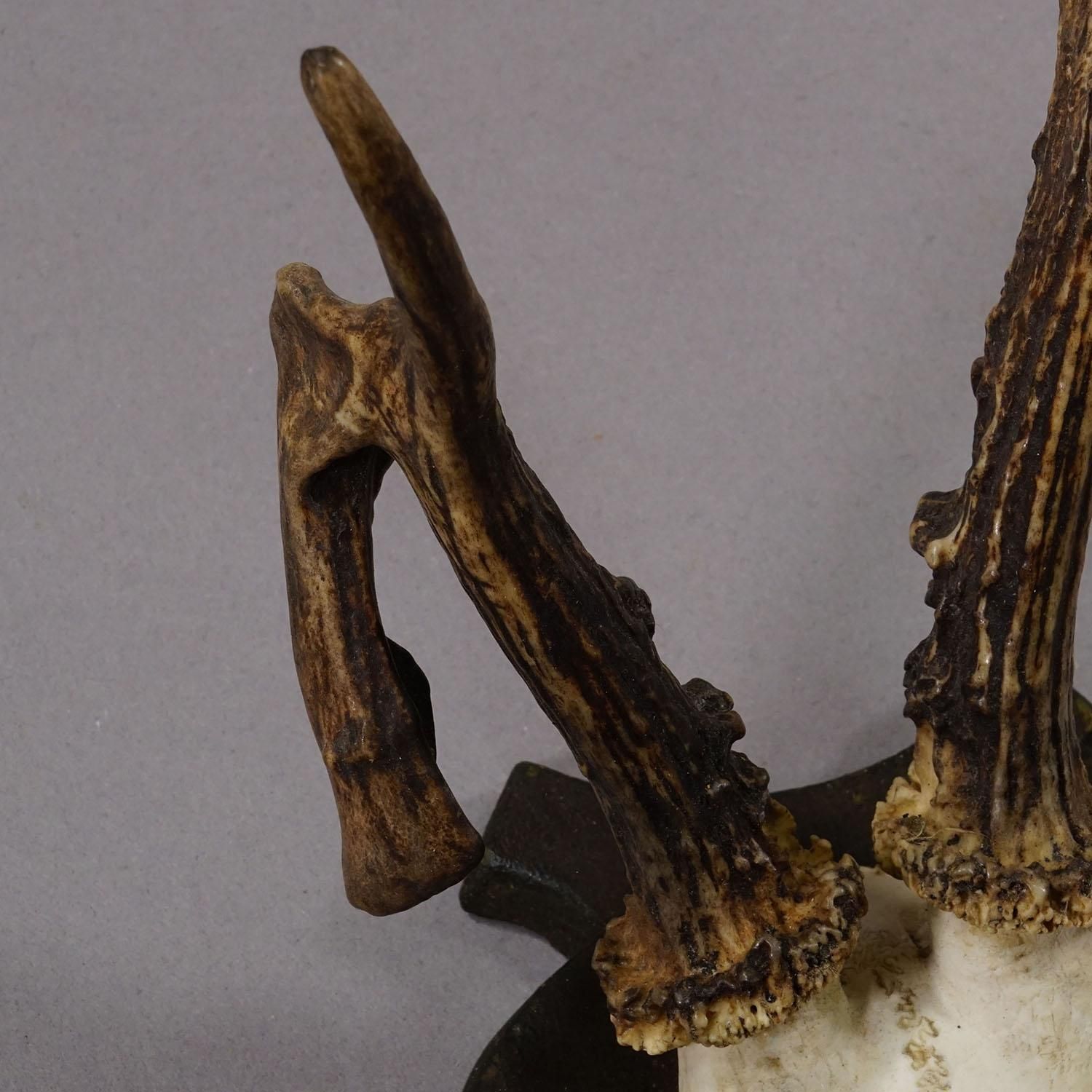 Abnorm Deer Trophy On Turned Plaque, Germany Ca. 1930s photo vinterior